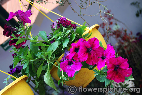 Petunia in hanging basket