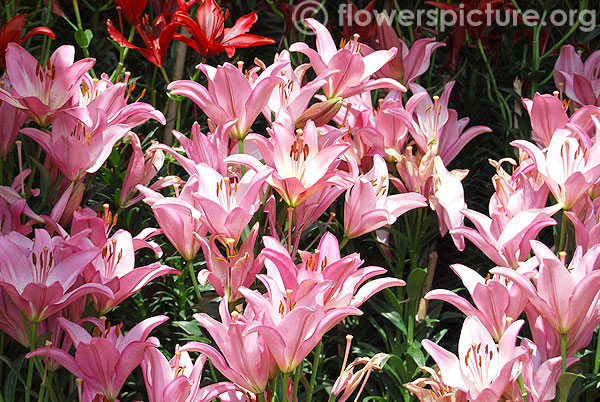 Pink lilies ooty flower show 2014