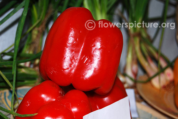 Red capsicum