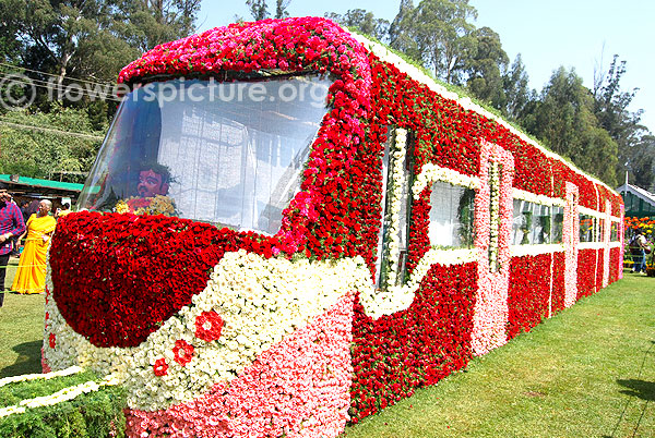 Chrysanthemum varieties garden beds lalbagh flower show jan 2016