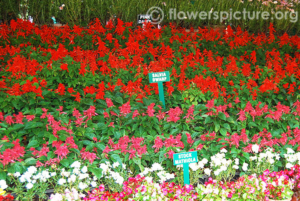 Salvia splendens dwarf pots display