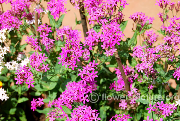 Saponaria display-Ooty flower show 2014