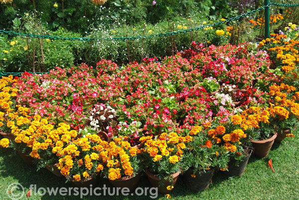 Tagetes patula & begonia pots display