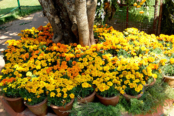 Tagetes patula decoration & ooty botanical garden