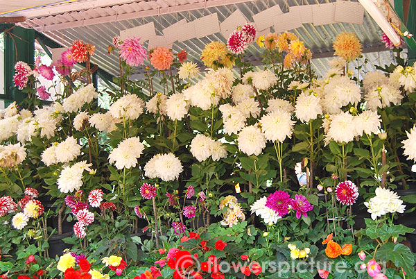 White dahlia display