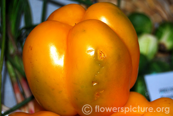 Yellow capsicum