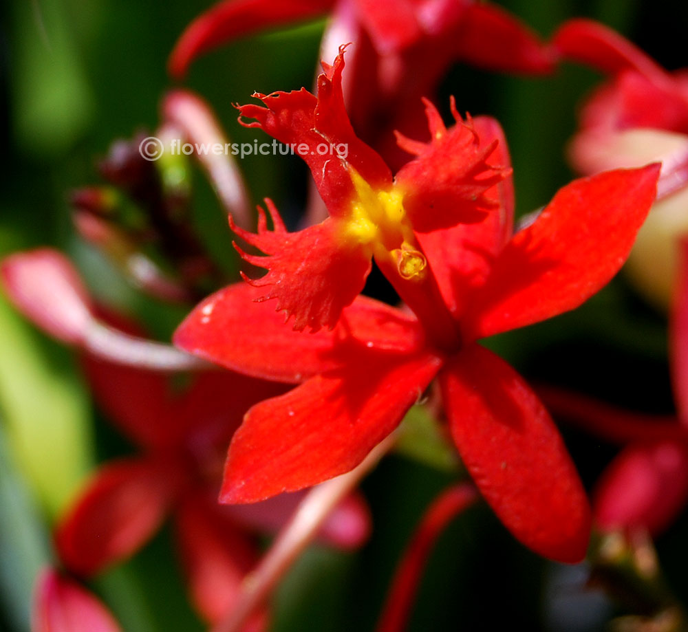 Rainbow orchid