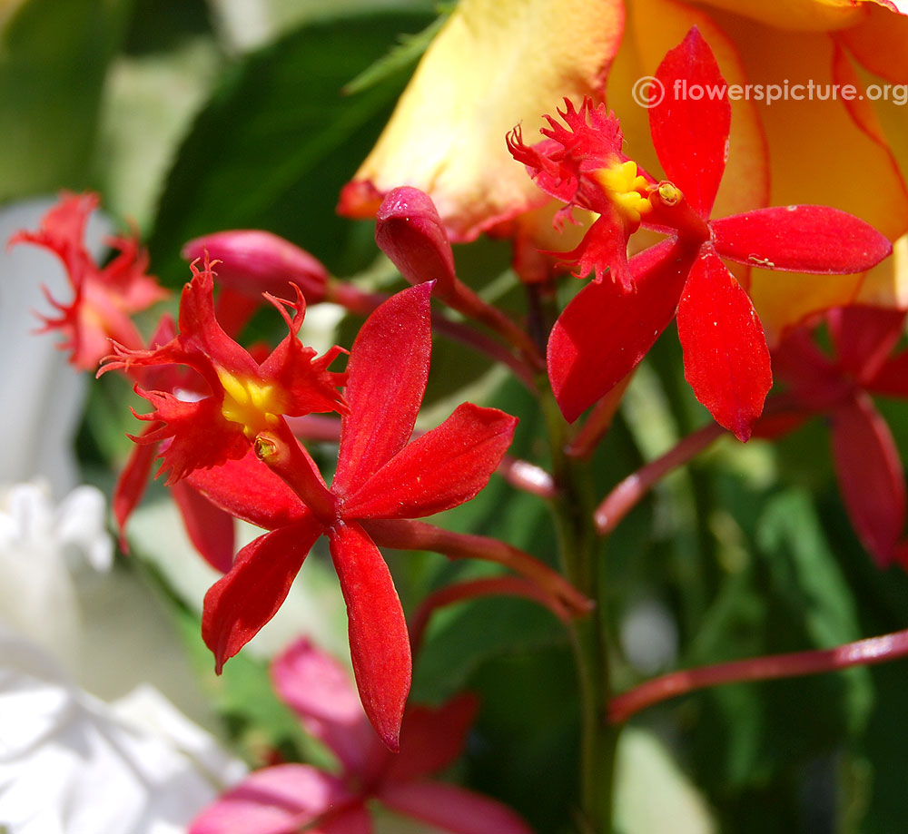 Epidendrum radicans