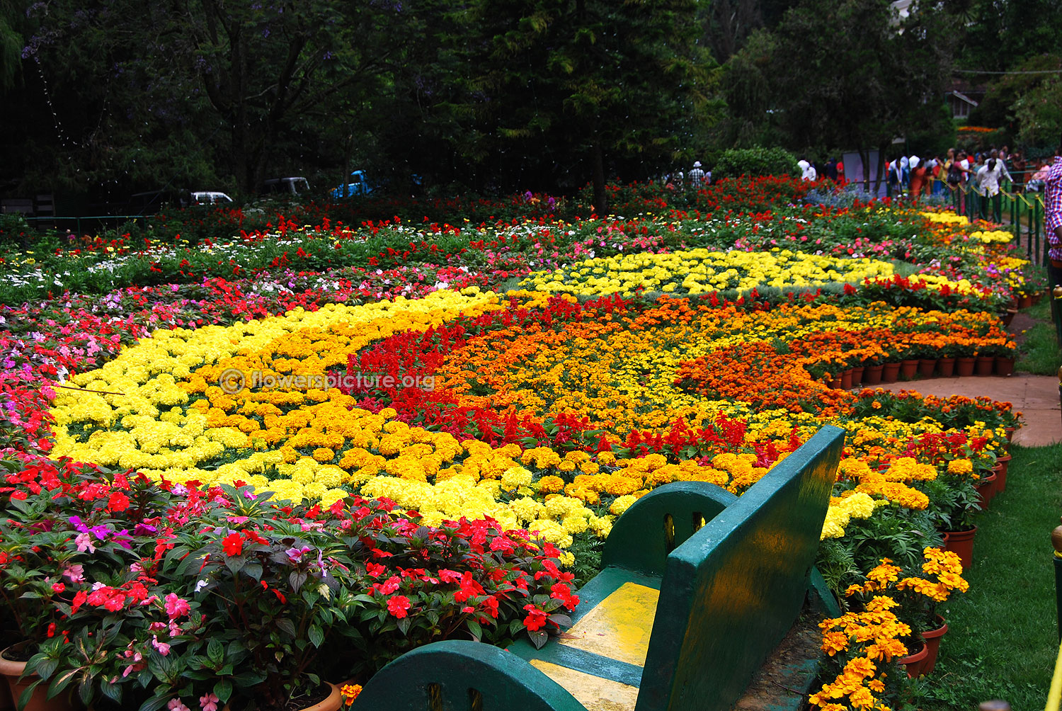 ooty flower show 2015 photos gallery
