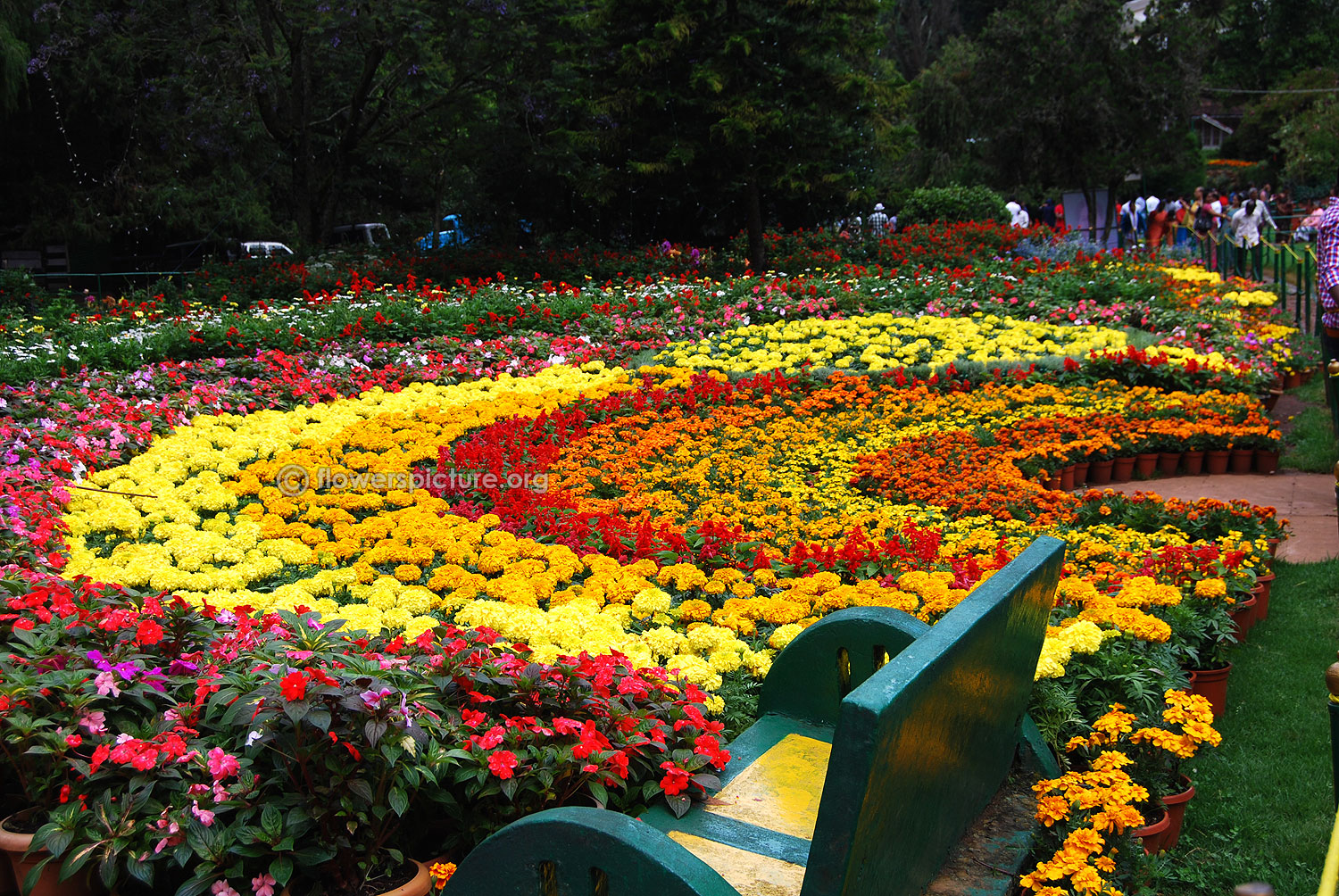 Ooty Flower Show 2015 Photos Gallery.