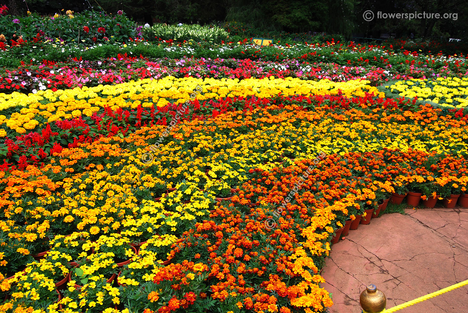 ooty flower show 2015 photos gallery