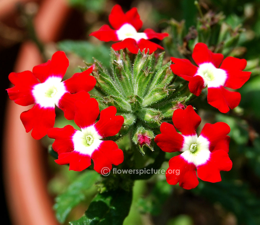 Verbena red velvet-Closeup view