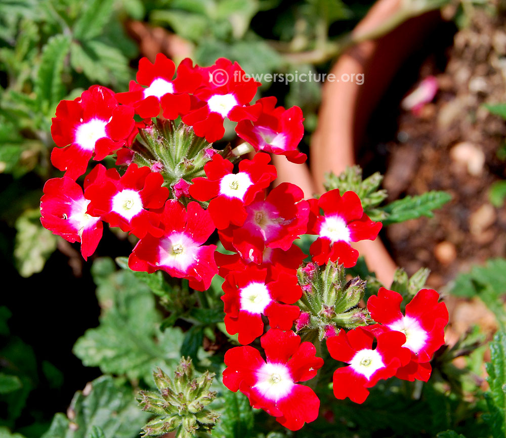 Verbena red velvet