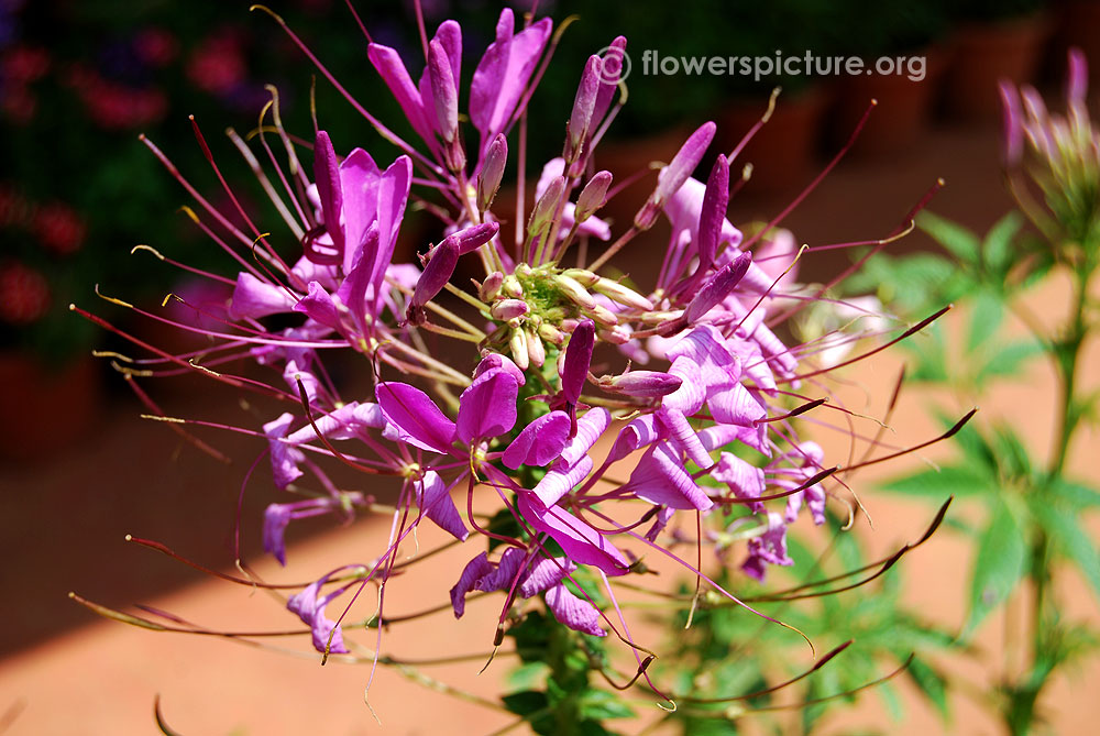 Violet queen cleome