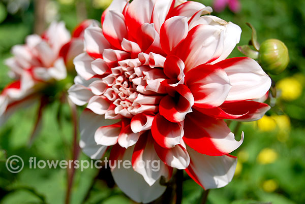 Candy cane dahlia