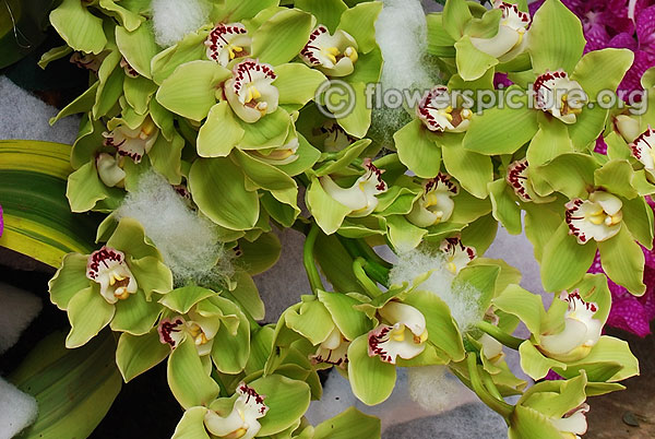 Green cymbidium orchid