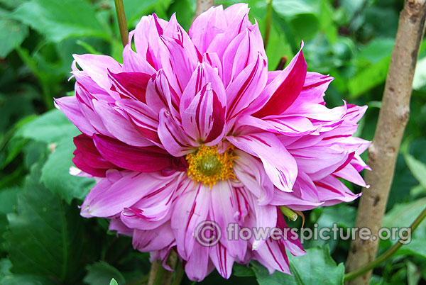 Decorative vernon rose dahlia