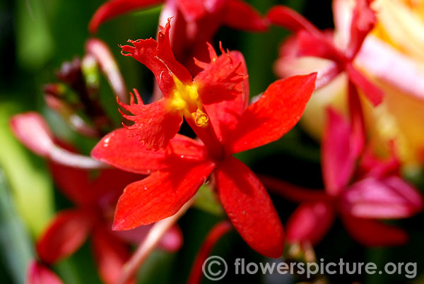 Dendrobium kingianum