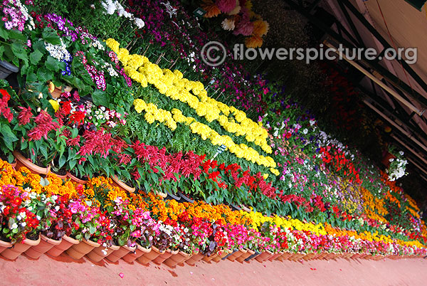 Flower varieties pot arrangements