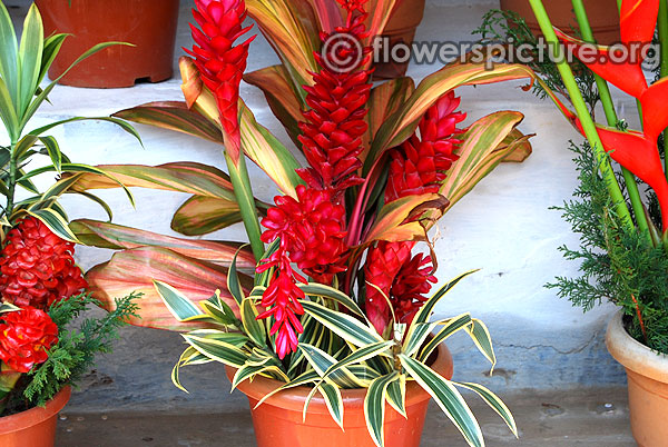 Ginger flower arrangement