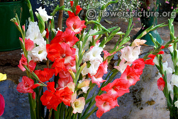 Dendrobium kingianum