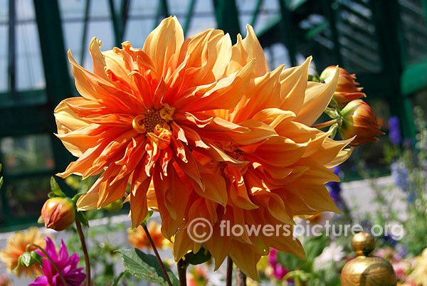 Glory daze dahlia