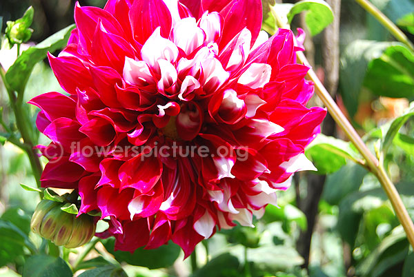 Grand finale dahlia