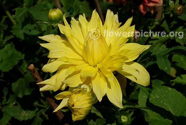 Hamari accord dahlia