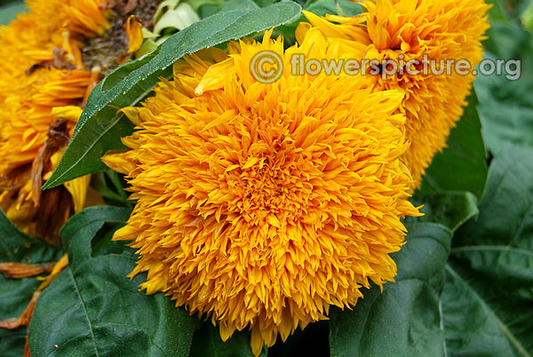 Helianthus annuus teddy bear sunflower