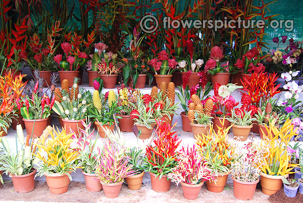 Heliconia ginger flower varieties display arrangements