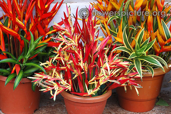 Heliconia psittacorum sassy