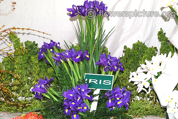 Iris