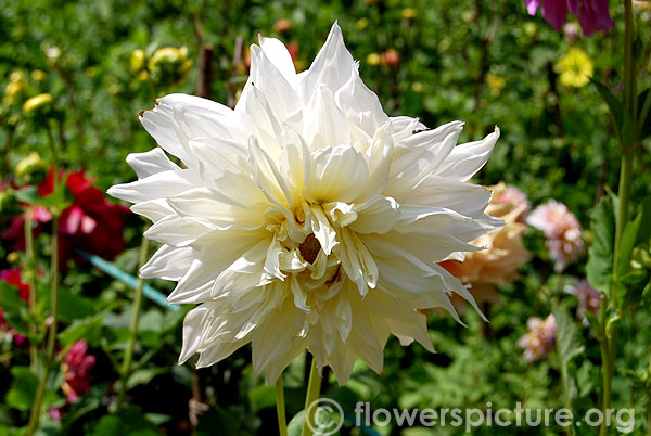 Louie meggos dahlia