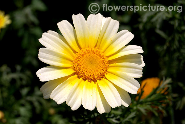 Marguerite daisy