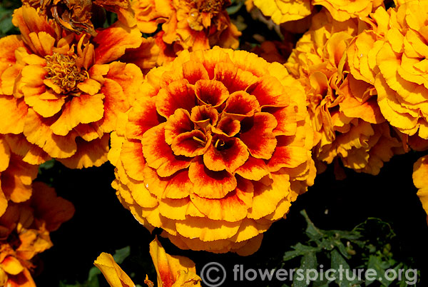 Marigold golden gate