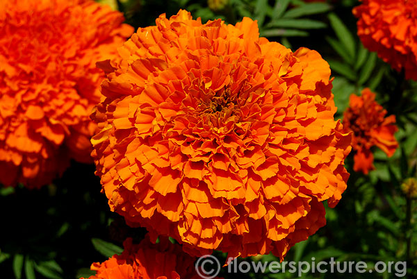 Moonsong deep orange marigold