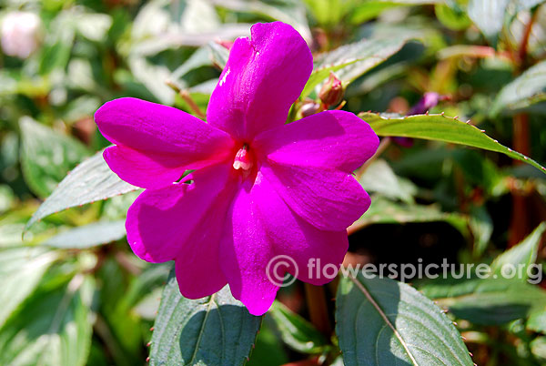 New guinea impatiens magenta