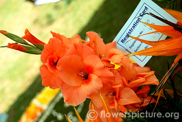 Orange gladiolus flower