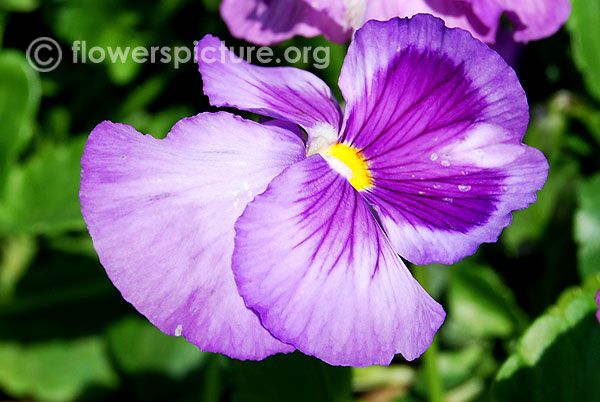 Pansy matrix lavender shades