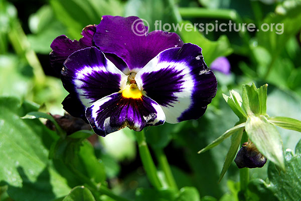 Pansy wonderfall blue picotee