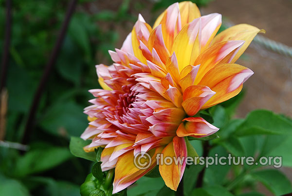 Peaches n cream dahlia