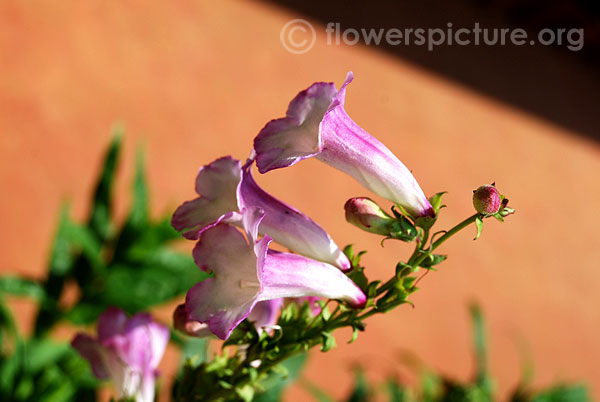 Penstemon blueberry fudge