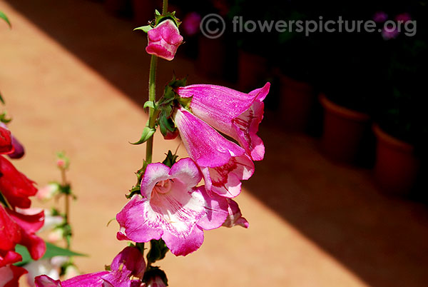 Penstemon flower