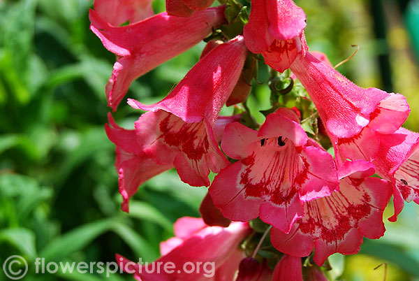 Penstemon ice cream cherry