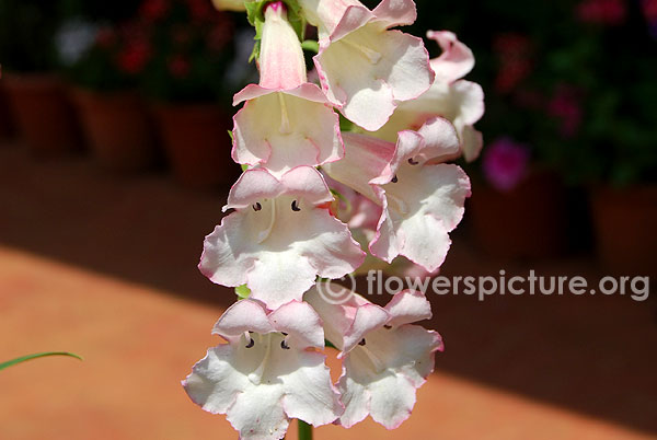 Penstemon ice cream series