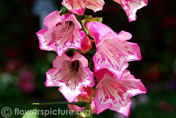 Penstemon ice cream strawberry cream