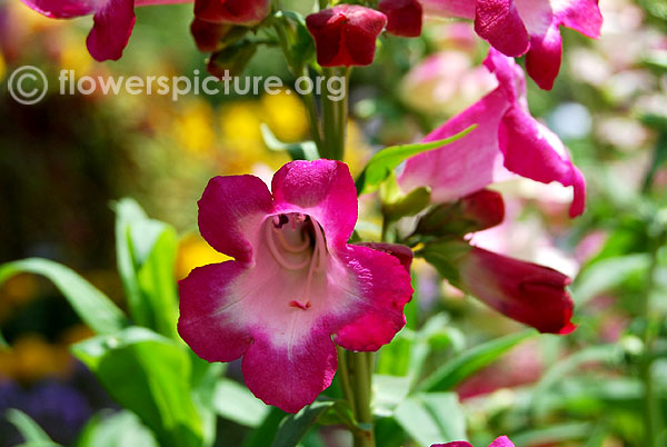 Penstemon ice cream sweet cherry