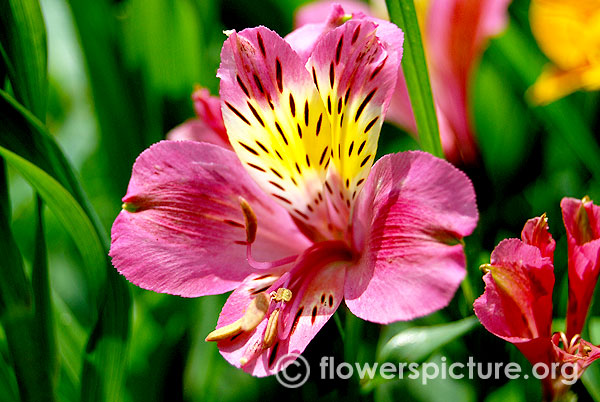 Peruvian lily purple