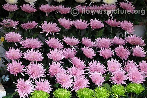 Pink spider chrysanthemum