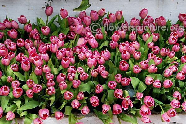 Pink tulips